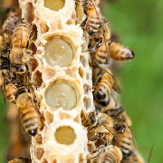Royal Jelly.jpg